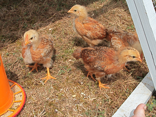 Under 6 weeks age of chicks are more susceptible